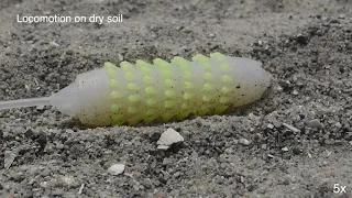 Earthworm-Inspired Soft Skin Crawling Robot | Advanced Science (2024)