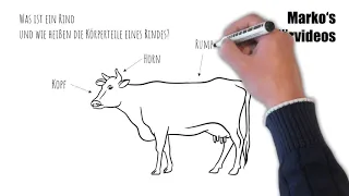 Was ist ein Rind und wie heißen die Körperteile eines Rindes? - Lern- und Erklärvideo für Kinder