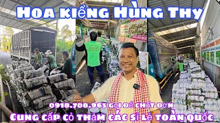 Chuyên cung cấp cỏ thảm toàn quốc ( hoa kiểng Hùng Thy 0918.708.965