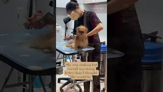 First time 🐶 grooming in South Korea 🇰🇷