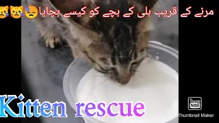 cute kitten/wild kitten rescue / About to death hungry kitten . 😢😢/wild kitten as a pet #short