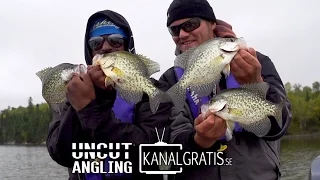 Tall Dropshot Crappie - Kanalgratisdotse & Uncut Angling - October 12, 2015