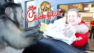 Monkey Visits Chick-Fil-A Drive Thru For Lunch!