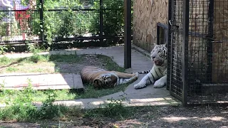 Белый тигр обходит свой кордон) Тайган White tiger bypasses its cordon) Taigan