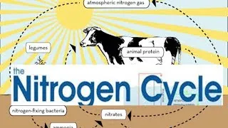 Nitrogen Cycle Steps ,Nitrogen Cycle animation video