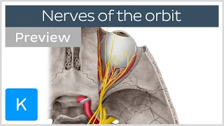 Overview of the nerves of the orbit (preview) - Human Anatomy | Kenhub