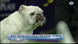 Rudy The Bulldog Steals The Show