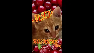 😻🌈😺Доброе утречко хорошего дня!🌞🌈😺Улыбнись! 😊ПОЗИТИВчик😊игривый кот😺😻😸