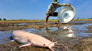 Best Hand Fishing - a lots of catch Redfish in field by best hand a fisherman / Top Unique Fishing