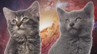 Space Cats - Magic Fly - In reverse