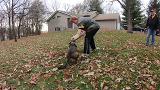 Belgian Malinois loves her Bite Sleeve