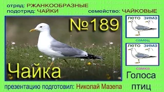 Чайка. Голоса птиц