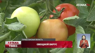 Опасный вирус нашли в казахстанских помидорах и перцах