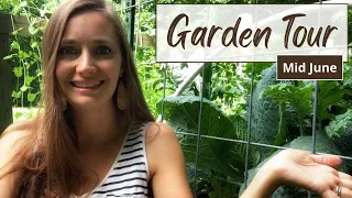 June 2022 Vegetable Garden Tour - Good, Bad, and Ugly!