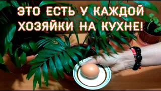 Укоренится даже палка! Мощный корнеобразователь для комнатных цветов!