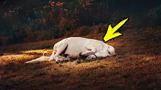 When people saw this horse, they thought they were already too late. But a MIRACLE happened!
