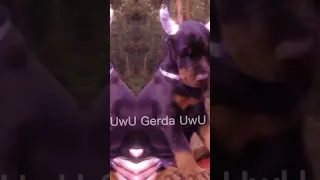 🐕💛Эдит Ротвейлер, Немецкая овчарка,Доберман.💕🌹