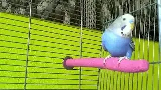 Meet Disco the incredible talking budgie Budgie Talks To Owner To Stop Feeling Lonely | Pets