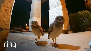 Two Owls in a Staring Contest - See Which One Blinks First | Ring TV
