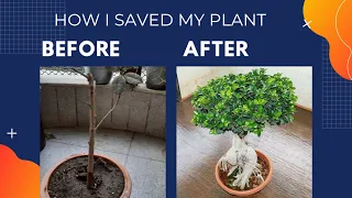 How I saved my Ficus plant | secret to save ur dead plant #shorts #short