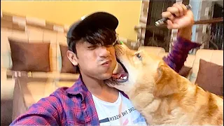 My dog’s reaction on laser light | prank gone wrong | Anant rastogi