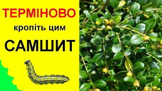 ТЕРМІНОВО як врятувати і чим кропити самшит від гусені. Спасаем куст самшита от гусениц