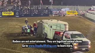 Bull Breaks Leg at Orange County Fair