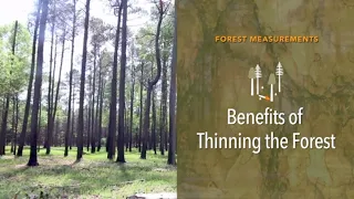 Forest Measurements: Benefits of Thinning the Forest