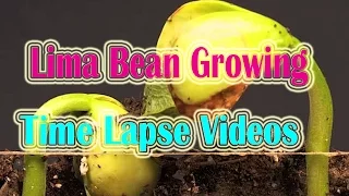 Lima Bean Time Lapse Video | Plant Seed Time Lapse videos