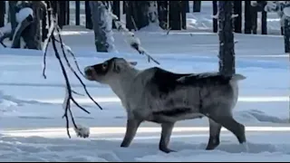 В Сургутском районе сняли на видео прогулку жизнерадостного оленя
