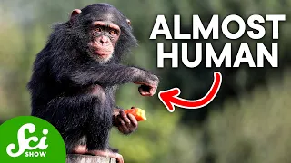 How Humans Are Almost Identical to Chimps, According to DNA