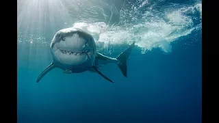 6. Why Sharks Attack_ Secrets of the Great White full HD english subtitles ( 720 X 1280 )