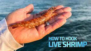 How To Hook Live Shrimp