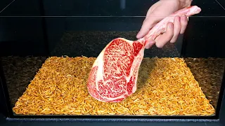 10 000 MEALWORMS VS JAPANESE WAGYU BEEF