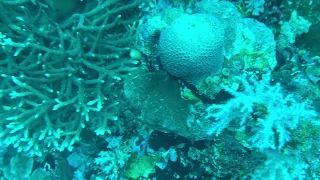 Apo Reef Natural Park, Ego Wall Dive location, near Apo Island.