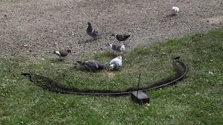 bownet trapping pigeons with remote control