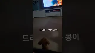 강아지도 펜트하우스3 열혈 시청자..  오늘 최종회~~