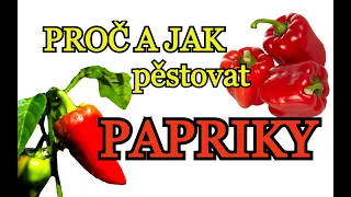 PAPRIKY | Pěstování paprik v domě i v bytě | PROČ a JAK pěstovat papriku - pro začátečníky