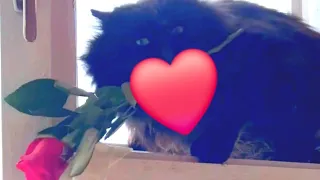 С Днём Всех Влюблённых 👼🌹🐈❤️🐈‍⬛ #catslove