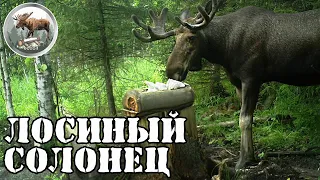 Солонец для лосей