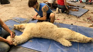 Appaloosa Alpaca Shearing, May 2023