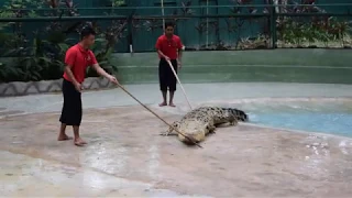 Опасные игры с крокодилами. Что будет, если ударить крокодила палкой или побрызгать на него водой?