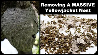 Destroying A Massive Yellowjacket Nest - 500 Wasps. Mousetrap Monday