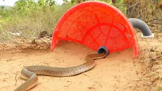 easy snake trap by using toy