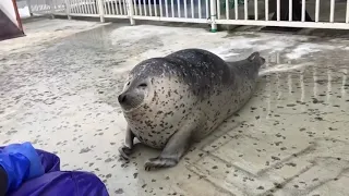 A very squishy seal.