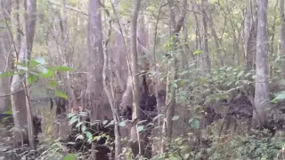 WATCH: Bigfoot sighting in Mississippi?