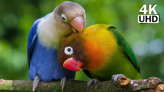 Parrot Paradise: Serene Nature Sounds and Relaxing Music for Tranquil Moments - Stress Relief