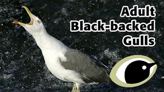 BTO Bird ID - Adult black-backed gulls
