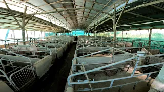 Khawlhring Piggery Farm