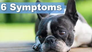 Signs Of Cushing's Disease In Boston Terriers (6 Symptoms)
